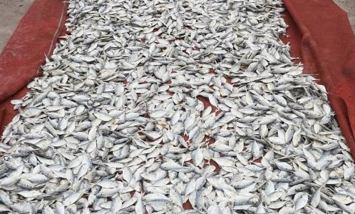 A Vietnamese ‘superfood’ highly favored by Americans: Earns over 3 billion USD in 2023, more than 1/3 of the world ‘yearning’ for it