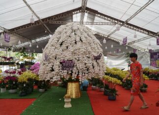 4m tall orchid pot valued at almost 2 billion VND has attracted a potential buyer