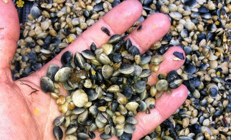 Vietnam’s ‘Product’ Gaining 34 Times Increased Import from China: Expected to Generate Hundreds of Millions USD by 2023, Especially Popular in Cambodia and the US