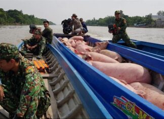 The foreign pig outperforms the domestic one