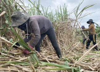 Profit from Sugarcane, Durian, and Leafy Vegetables with the Lunar New Year approaching