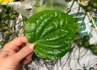 The price of betel nut rises sharply near the day of the Kitchen Gods