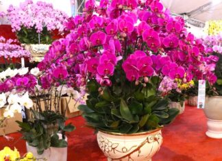 Lilies Cool Down Before Lunar New Year