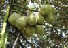 Record-breaking increase in durian prices ahead of Tet