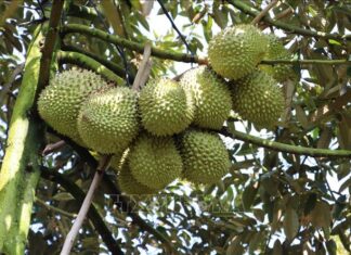 Record-breaking increase in durian prices ahead of Tet