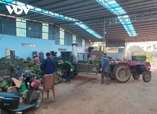 Shining Golden Seasons Illuminate the Economy of the Central Highlands