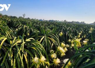 Farmers in the Mekong Delta Region Transform Their Lives through Agricultural Economy