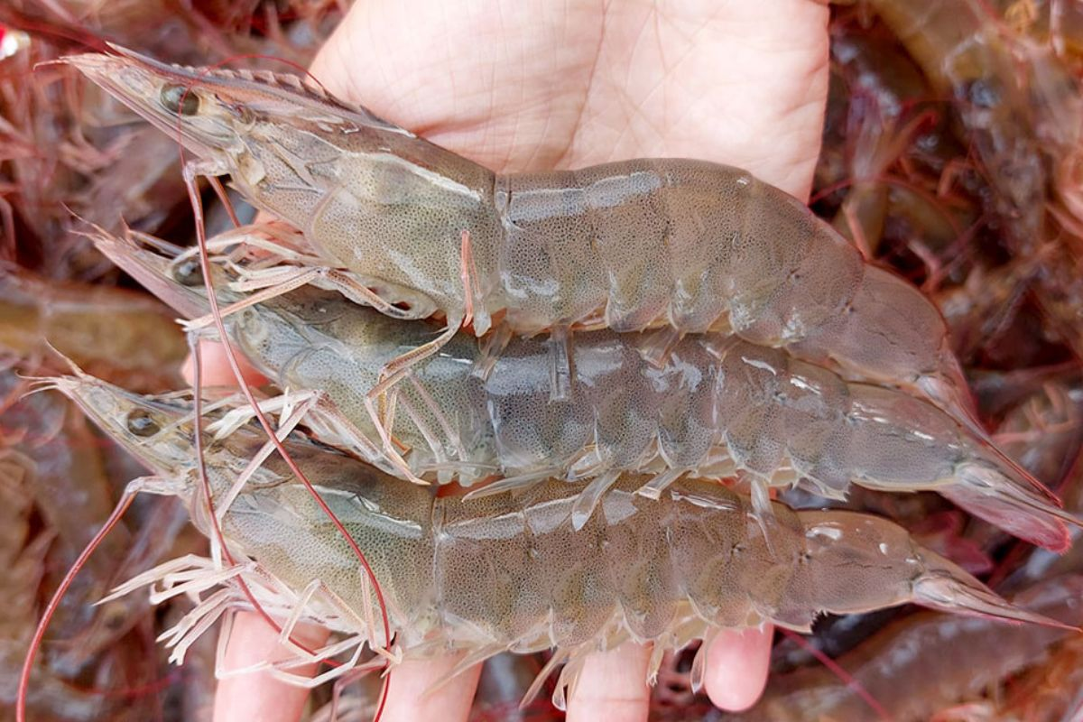 FMC starts off strong: January revenue increases by 26% compared to last year