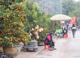 Traders of persimmons in a precarious position leading up to Tet