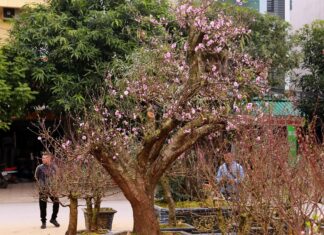 Admire a more than 100-year-old “hick” at the Thanh Hoa Tet Market