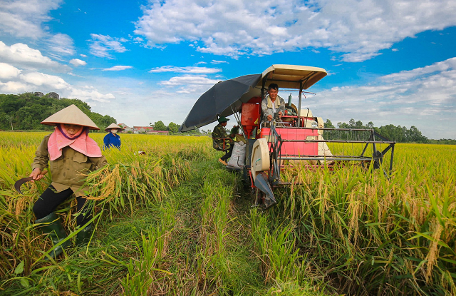 Vietnam’s Rice Industry 2023: Unfulfilled Joy