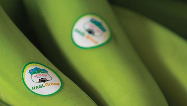 HAGL’s daily revenue exceeds 17 billion through banana and pig farming, expecting a surge in revenue during the last two quarters thanks to durian.