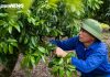 Lychee Season Blues in Bac Giang: Billion-Dollar Loss Due to Tree ‘Blindness’