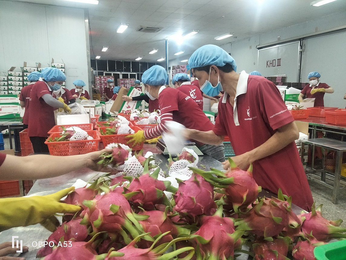 Produce firms head into a fierce “fruit fight”