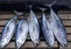 The Perfect Catch: Navigating the Challenges of Tuna Size Regulations