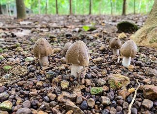 Harvest a Windfall with This Once-a-Year Opportunity