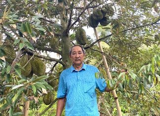 The Ultimate Durian Discovery: A Tasty Treat from Ben Tre’s Farmers