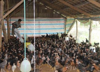 Profiting Poultry Farmers: Riding the Wave of Rising Meat Prices