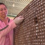 “A Profitable Buzz: Farming Insects for a Year’s Worth of Pig Profits in Just 20 Days”