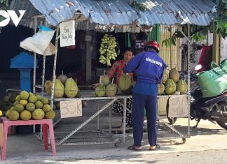 The King of Fruits: Off-Season Durian in Tien Giang Province is a Rare Treat for Connoisseurs