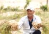 Accompanying Farmers, Nam Ngu Promotes Ly Son’s Renowned Garlic
