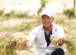 Accompanying Farmers, Nam Ngu Promotes Ly Son’s Renowned Garlic