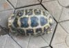 The Elusive Golden Mountain Turtle: An Unexpected Visitor at the School Premises