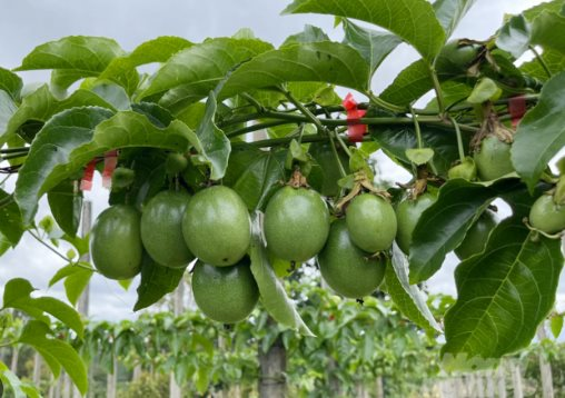 The American Dream: Unveiling Vietnam’s Secret Weapon in the Global Arena.