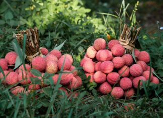 The Dragonfruit Plunge: Vietnam’s Specialty Fruit Exports to China Take a Sudden, Steep Drop