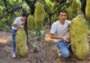 The Giant Jackfruit: A Surprise Find in Vietnam