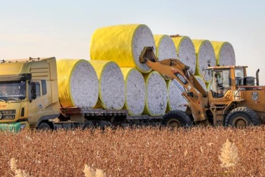 The Ultimate Superfood from Brazil Now in Vietnam at an Unbelievable Price: Dubbed the ‘White Gold’ of Nature, Vietnam Ranks 3rd in Global Consumption