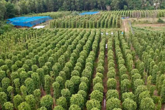 The Miracle Workers: How Cambodian and Brazilian Imports are Boosting Vietnam’s Exports to New Heights.