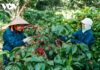 The Ultimate Coffee Experience: Auctioning Off Vietnam’s Top 15 Specialty Coffee Lots
