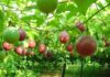 The Golden Ticket for Vietnamese Passion Fruit to Enter the US Market