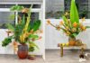 The Weird and Wonderful World of Exotic Fruits: Banana Flower Vases – A Tasty Treat or Just a Pretty Display?