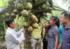 9 Coconut Plantations Prepared for Global Export