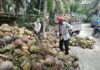 The Coconut Conundrum: Why Have Wholesale Prices Doubled?