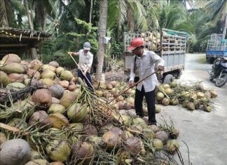 The Coconut Conundrum: Why Have Wholesale Prices Doubled?