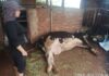 The Great Dairy Cow Mystery: Unveiling the Vaccine Supplier
