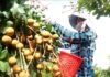 The Early Harvest of Longan Brings in Profits of Up to $10,000 per Hectare