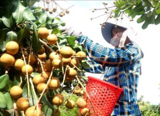 The Early Harvest of Longan Brings in Profits of Up to $10,000 per Hectare