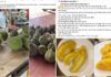 The King of Fruits: Musang King Durian – Heavenly Delicacy Plummets to Earth