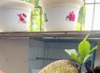 The Heaviest Jackfruit in Vietnam: A “Monster” in Size, Breaking World Records?