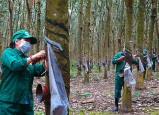 The Once-Neglected Delicacy Now Peaks at a Decade-High Price