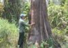 The Ancient 162: Vietnam’s Priceless Grove of Trees, a Living Legacy from 10 Million Years Ago