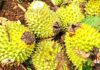 The King of Fruits: Durian’s Price Drop Leaves Traders Picky