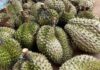 The Pain of Plummeting Durian Prices: A Farmer’s Plight