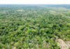 Selling Forest Carbon Credits: High Demand, No Supply