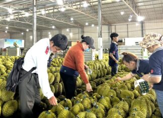 Unveiling the Truth: Exposing the Wrongdoings of Durian Businesses