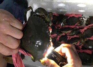 Why Have the Prices of Ca Mau’s Mud Crabs Dropped?